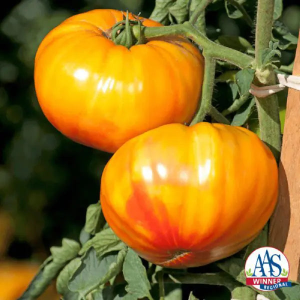 Photo de Tomate Buffalosun F1. La couleur caractéristique est : jaune/orange. Le visuel permet d'observer les contours, les teintes et la disposition des éléments présentés. Les détails de forme et les contrastes donnent un aperçu de l'apparence de cette plante ou de sa récolte. Cette photographie accompagne la variété nommée afin de l'identifier dans la sélection de semences.