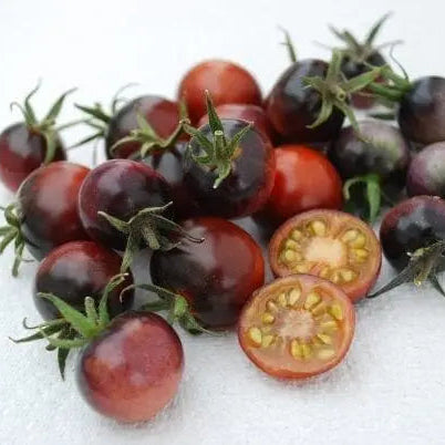 Photo de Tomate cerise Indigo Blue Berries. Ces fruits contiennent un taux élevé d'anthocyanine, un antioxydant naturel responsable de leur pigmentation indigo, réputé pour ses bienfaits sur la santé. La couleur caractéristique est : pourpre. Le visuel permet d'observer les contours, les teintes et la disposition des éléments présentés. Les détails de forme et les contrastes donnent un aperçu de l'apparence de cette plante ou de sa récolte.