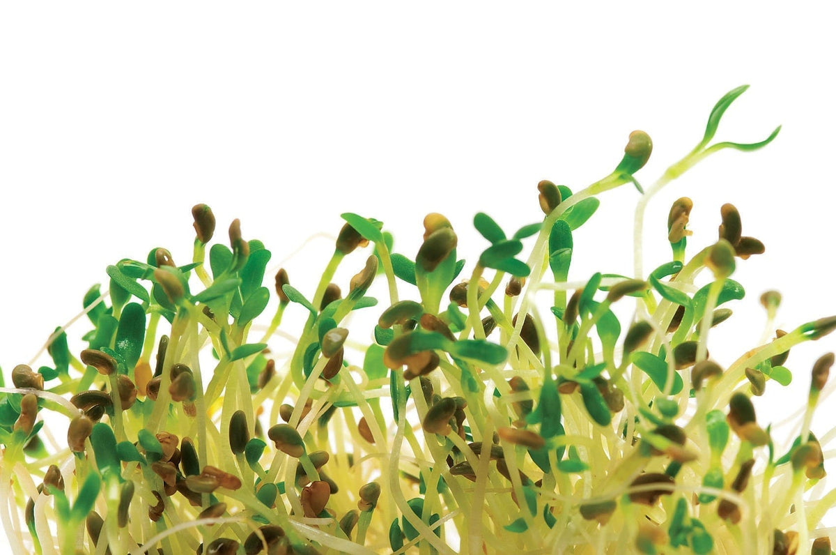 Photographie de Germe de luzerne bio (Medicago sativa), sélection proposée en semences W.H. Perron. Le visuel présente l’apparence de la plante ou de sa récolte et permet d’en observer les formes et les couleurs. Cette vue illustre les caractéristiques visibles de la sélection, dans une présentation destinée à accompagner son identification et à montrer son intérêt au jardin.