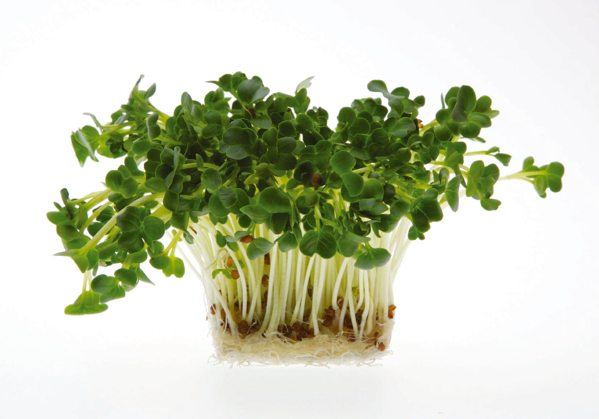 Photographie de Germe de radis daikon bio (Raphanus sativus var. longipinnatus), sélection proposée en semences W.H. Perron. Le visuel présente l’apparence de la plante ou de sa récolte et permet d’en observer les formes et les couleurs. Cette vue illustre les caractéristiques visibles de la sélection, dans une présentation destinée à accompagner son identification et à montrer son intérêt au jardin.