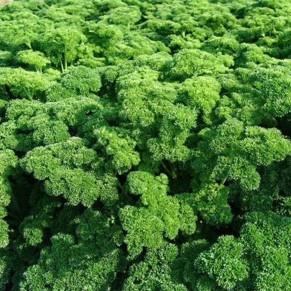Photo de Persil 'Astra'. Le visuel permet d'observer les contours, les teintes et la disposition des éléments présentés. Les détails de forme et les contrastes donnent un aperçu de l'apparence de cette plante ou de sa récolte. Cette photographie accompagne la variété nommée afin de l'identifier dans la sélection de semences.