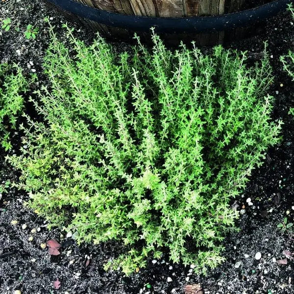 Photo de Thym français 'Orangelo'. Son feuillage persistant forme un tapis bas qui trouve sa place en bordure, dans une rocaille ou au bord d'un contenant. De petites fleurs blanches apparaissent en été. Le visuel permet d'observer les contours, les teintes et la disposition des éléments présentés. Les détails de forme et les contrastes donnent un aperçu de l'apparence de cette plante ou de sa récolte.