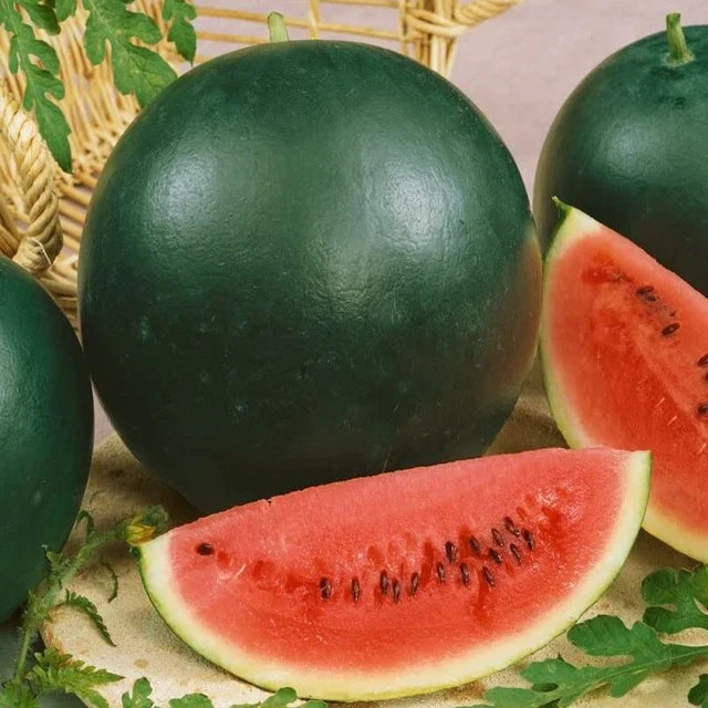 Semences Hortinova de Melon d'eau 'Sugar Baby', produit destiné au potager et présenté pour identifier clairement le cultivar avant le semis. Vue 1 de l'emballage ou du produit, à utiliser comme repère visuel avec les conseils de culture, l'exposition, l'arrosage et la récolte indiqués dans la fiche française de Pépinière.ca.