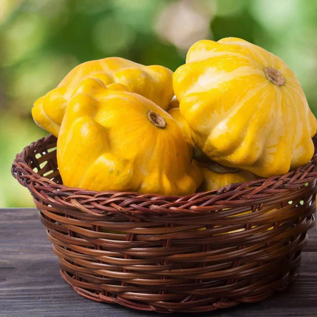 Semences Hortinova de Pâtisson jaune, produit destiné au potager et présenté pour identifier clairement le cultivar avant le semis. Vue 1 de l'emballage ou du produit, à utiliser comme repère visuel avec les conseils de culture, l'exposition, l'arrosage et la récolte indiqués dans la fiche française de Pépinière.ca. Pour Pâtisson jaune, des observations régulières permettent d'ajuster les soins aux conditions réelles du jardin.