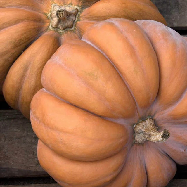 Semences Hortinova de Courge 'Musquée de Provence', produit destiné au potager et présenté pour identifier clairement le cultivar avant le semis. Vue 1 de l'emballage ou du produit, à utiliser comme repère visuel avec les conseils de culture, l'exposition, l'arrosage et la récolte indiqués dans la fiche française de Pépinière.ca.