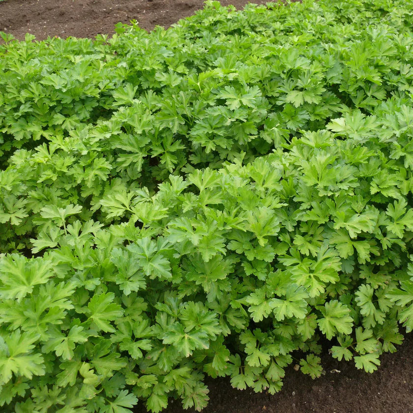 Semences Hortinova de Persil, produit destiné au potager et présenté pour identifier clairement le cultivar avant le semis. Vue 1 de l'emballage ou du produit, à utiliser comme repère visuel avec les conseils de culture, l'exposition, l'arrosage et la récolte indiqués dans la fiche française de Pépinière.ca. Pour Persil, des observations régulières permettent d'ajuster les soins aux conditions réelles du jardin.