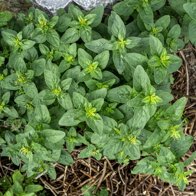 Semences Hortinova de Origan, produit destiné au potager et présenté pour identifier clairement le cultivar avant le semis. Vue 1 de l'emballage ou du produit, à utiliser comme repère visuel avec les conseils de culture, l'exposition, l'arrosage et la récolte indiqués dans la fiche française de Pépinière.ca. Pour Origan, des observations régulières permettent d'ajuster les soins aux conditions réelles du jardin.