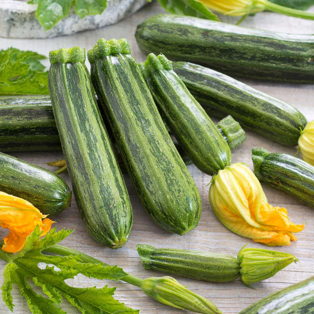 Semences Hortinova de Zucchini 'Cocozelle', produit destiné au potager et présenté pour identifier clairement le cultivar avant le semis. Vue 1 de l'emballage ou du produit, à utiliser comme repère visuel avec les conseils de culture, l'exposition, l'arrosage et la récolte indiqués dans la fiche française de Pépinière.ca. Pour Zucchini 'Cocozelle', des observations régulières permettent d'ajuster les soins aux conditions réelles du jardin.