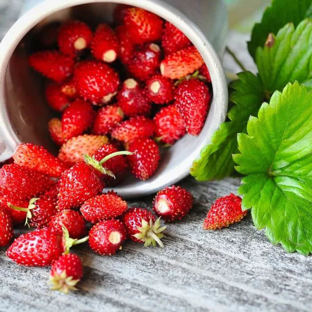 Hortinova | Wild strawberry – Pépinière.ca