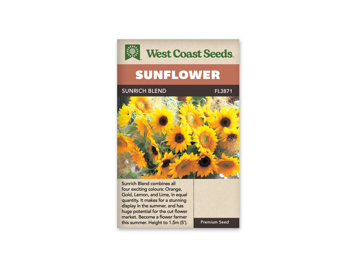 Sachet beige de semences Sunrich Blend avec bandeau terre cuite et nom sur fond brun. Un bouquet dense de tournesols jaunes et dorés remplit la photographie. Certains disques sont verts et dorés, d'autres presque noirs. Des tiges, des feuilles et un feuillage fin plus clair se mêlent entre les fleurs, présentées sous différents angles.