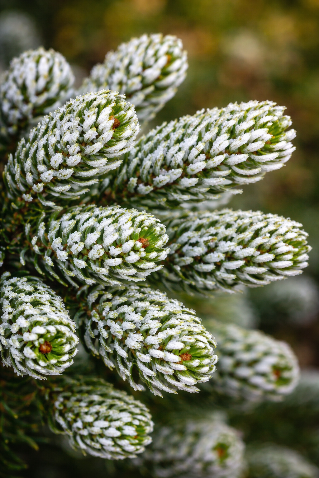 Korean 'Ice Breaker' Abies