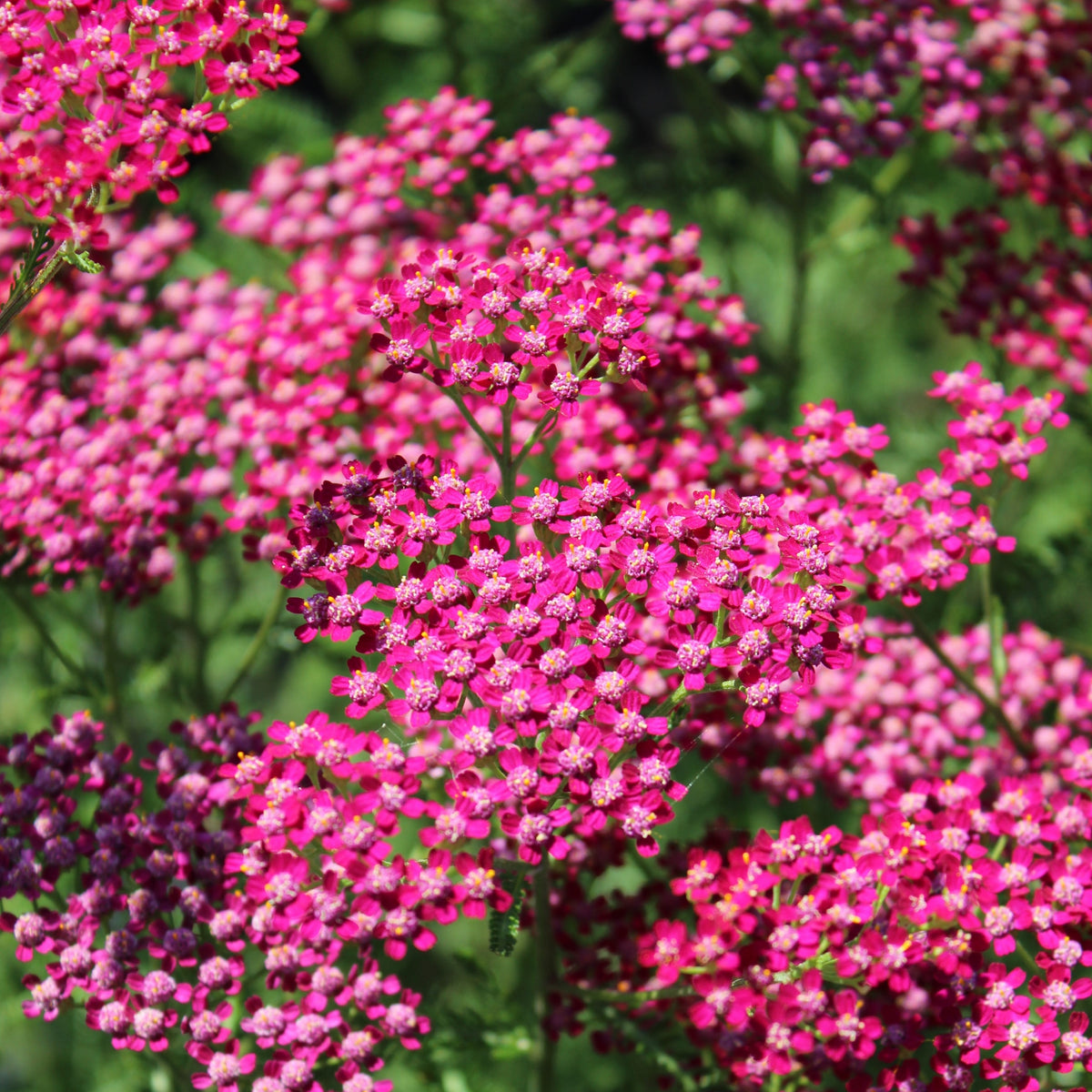 Photo de Achillée ‘Cassis’. L'achillée 'Cassis' est une plante vivace robuste et élégante, appréciée pour ses fleurs rose cerise éclatantes. La couleur caractéristique est : rose cerise. Le visuel permet d’observer les contours, les teintes et la disposition des éléments présentés. Les détails de forme et les contrastes donnent un aperçu de l’apparence de cette plante ou de sa récolte.