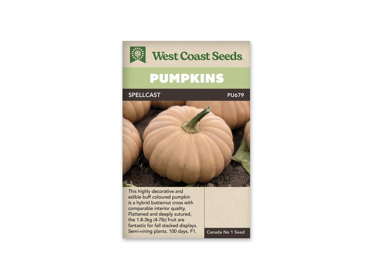 Sachet Spellcast de West Coast Seeds avec un bandeau vert pâle et le nom blanc sur fond brun. Une citrouille beige, aplatie et profondément côtelée, repose sur la terre au premier plan. Son pédoncule vert est incliné. D’autres fruits beiges apparaissent derrière elle. Le bas du sachet présente du texte sur fond beige.