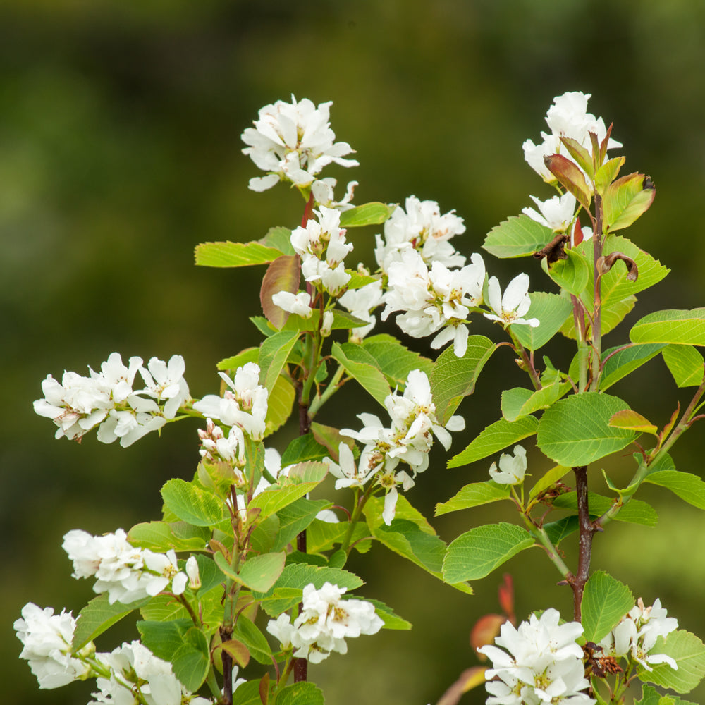 Amélanchier ‘Obelisk’ (Amelanchier alnifolia)