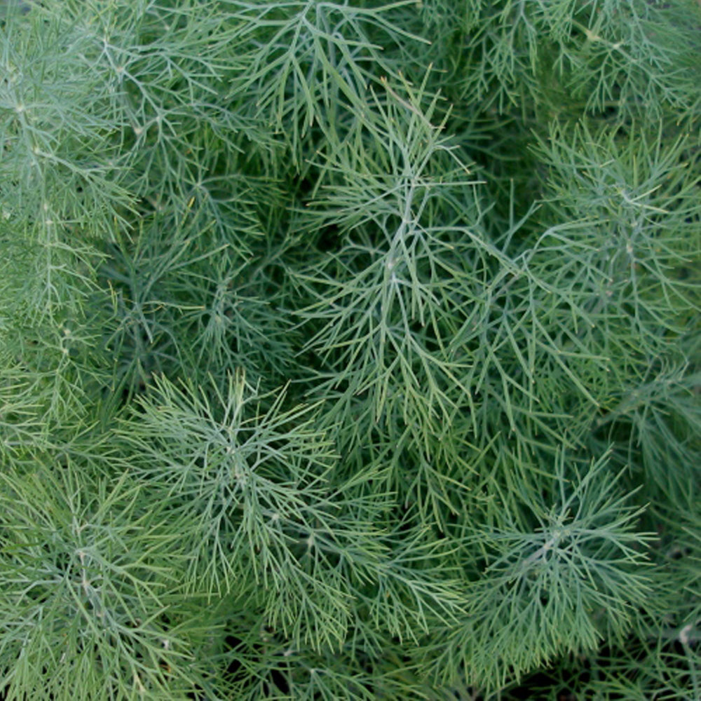 Aneth de jardin. Feuillage d’aneth vert bleuté, très finement découpé. Le cadrage permet de voir les formes, les couleurs et les détails du sujet représenté. Les contours se détachent du fond de l’image, avec des différences de teinte et de texture visibles sur les surfaces. Cette vue accompagne la présentation du produit dans la boutique.
