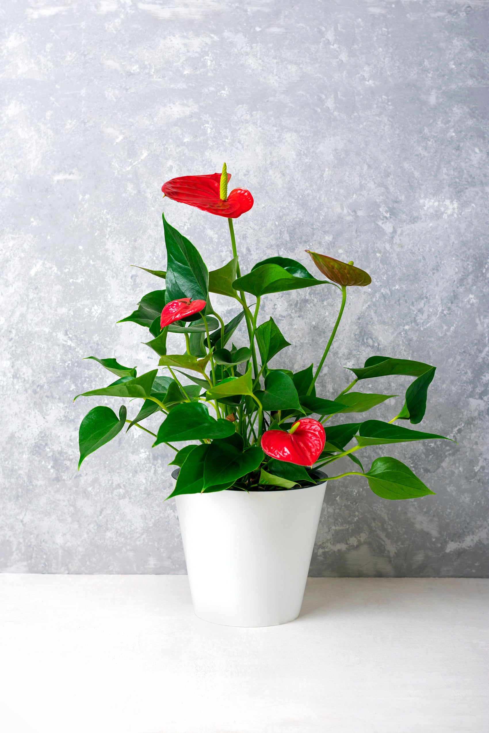 Anthurium andraeanum