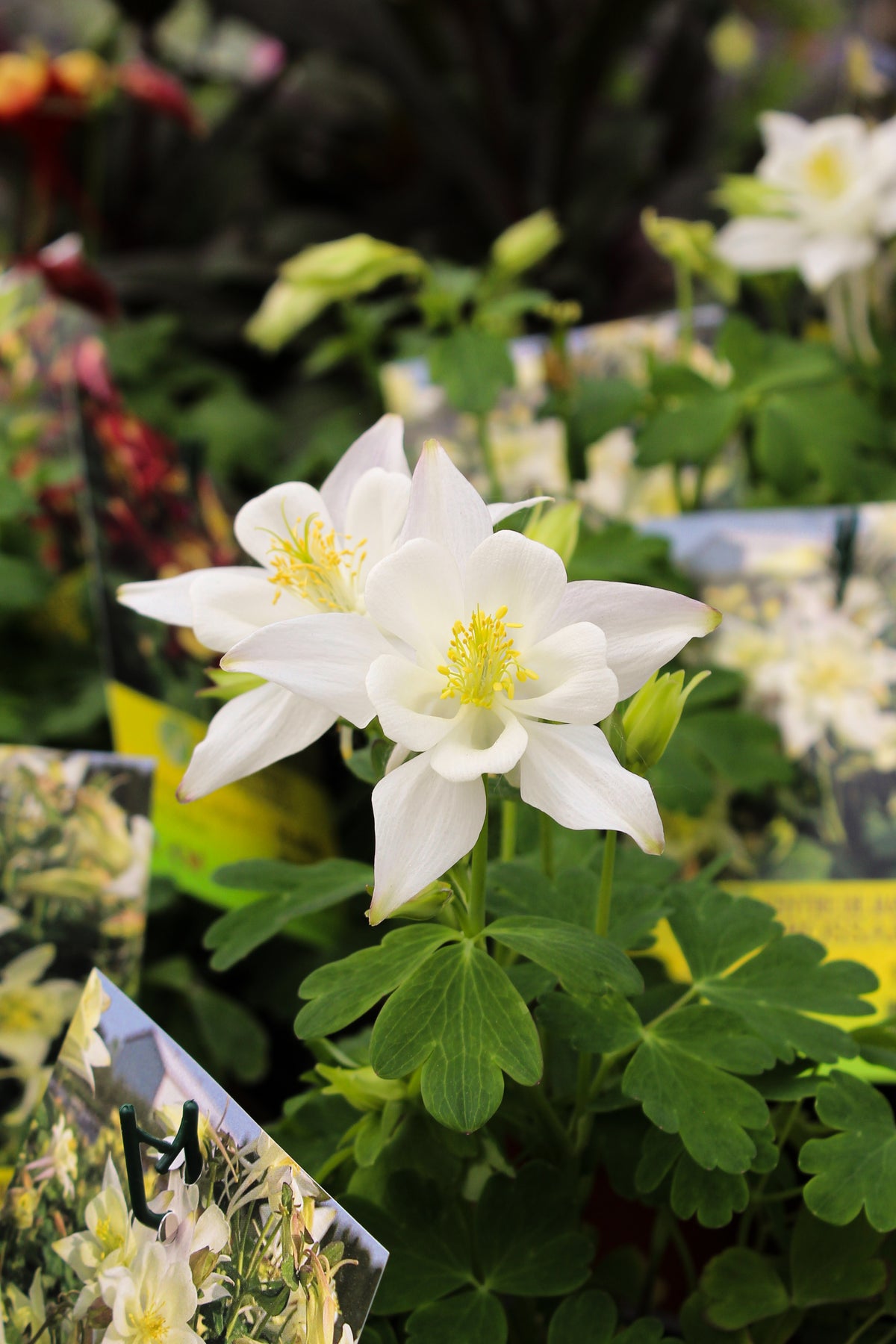 Ancolie ‘White’ — Aquilegia