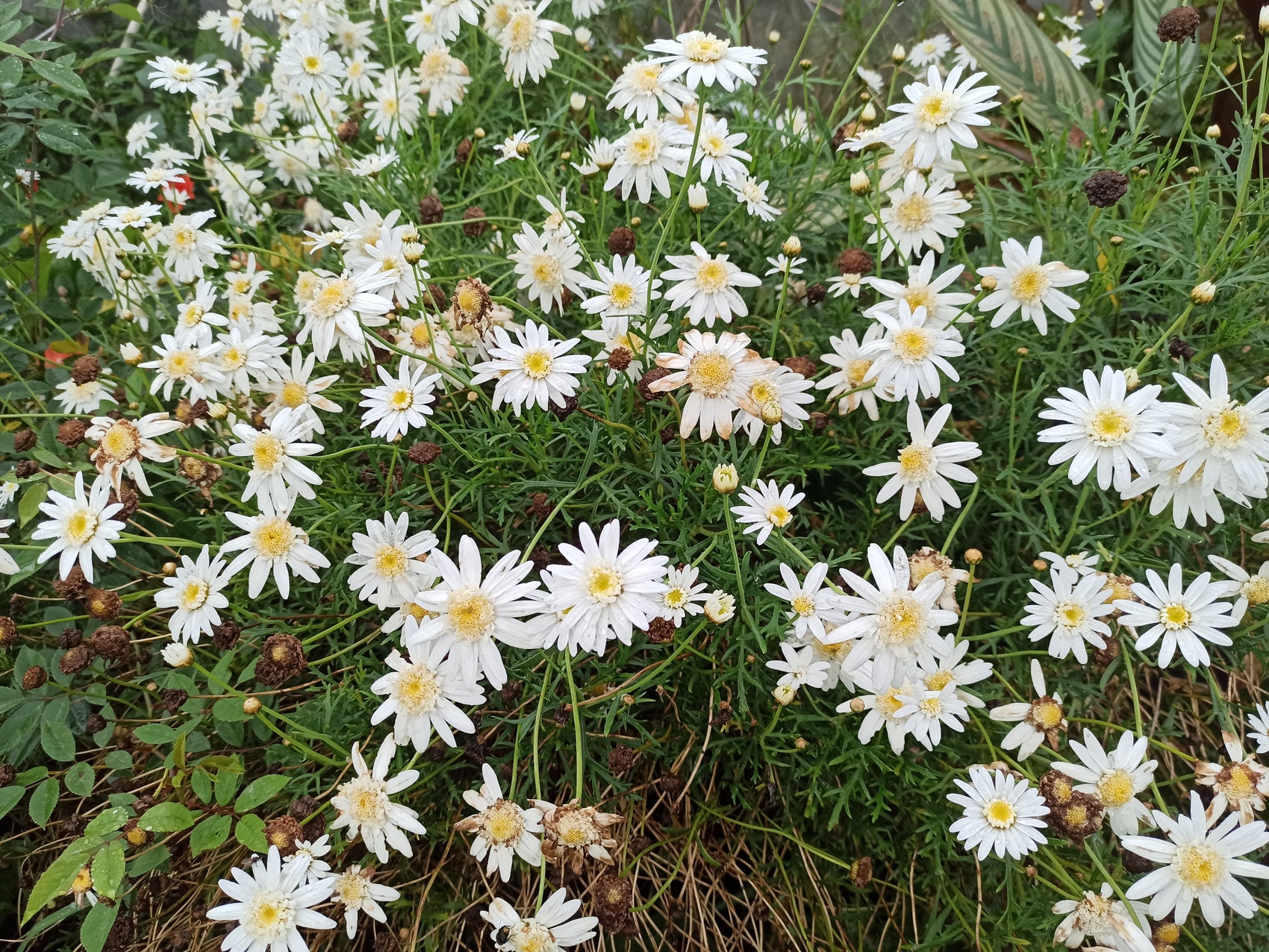 Argyranthème