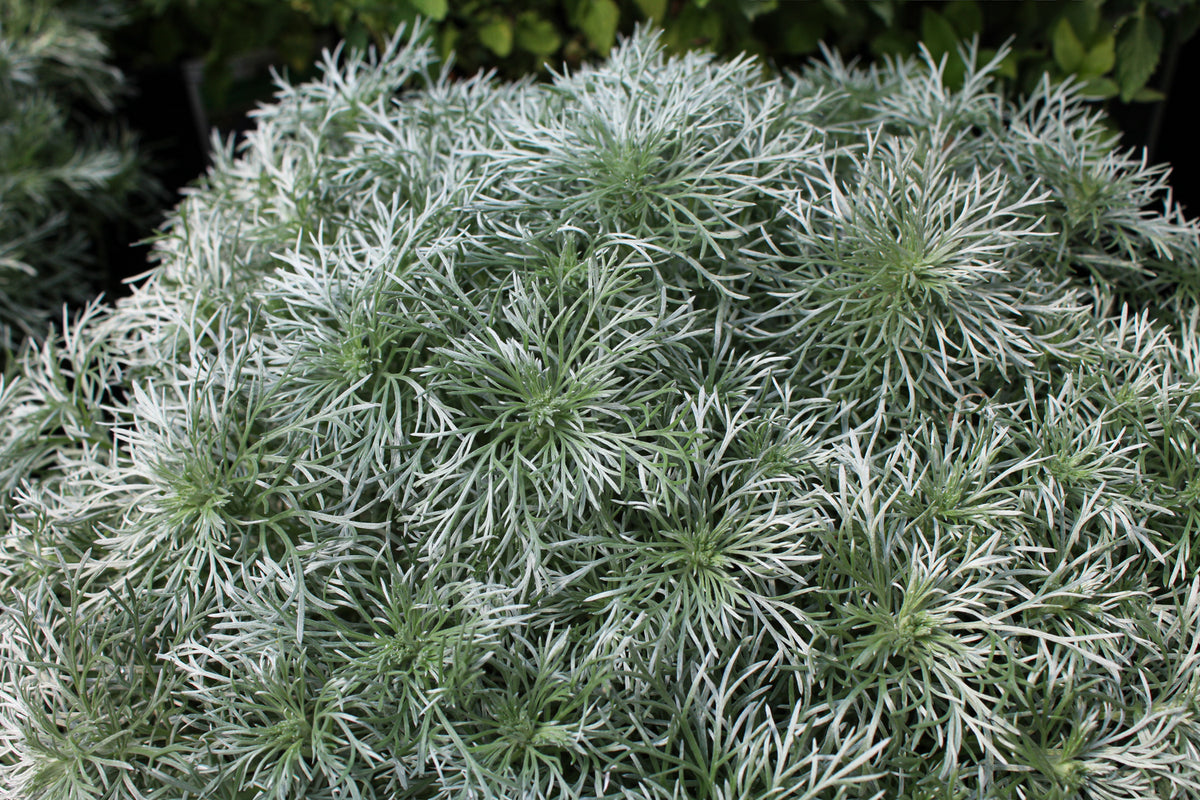 Armoise ‘Silver Mound’ — Artemisia