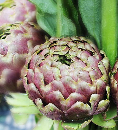 Semences Artichaut 'Green Globe Romanesco' (Cynara cardunculus)