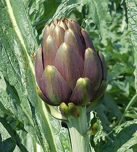 Semences Artichaut 'Di Romagna' (Cynara cardunculus)