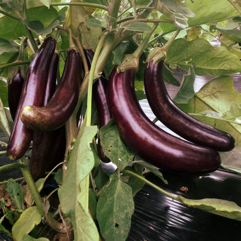 Aubergine Little Finger. Aubergines longues et minces sur un plant feuillu. Le cadrage permet de voir les formes, les couleurs et les détails du sujet représenté. Les contours se détachent du fond de l’image, avec des différences de teinte et de texture visibles sur les surfaces. Cette vue accompagne la présentation du produit dans la boutique.