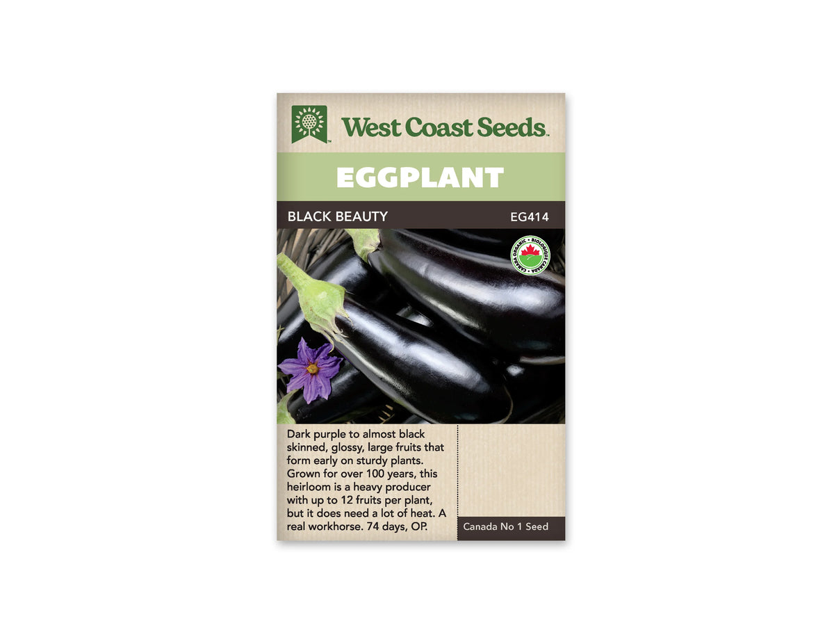 Sachet Black Beauty de West Coast Seeds avec une bande vert pâle et le nom sur fond sombre. La photo montre de grosses aubergines violet presque noir, lisses et brillantes, réunies avec leurs calices verts. Une fleur violette apparaît à gauche. Un logo biologique est visible à droite; le texte du bas est sur fond beige.