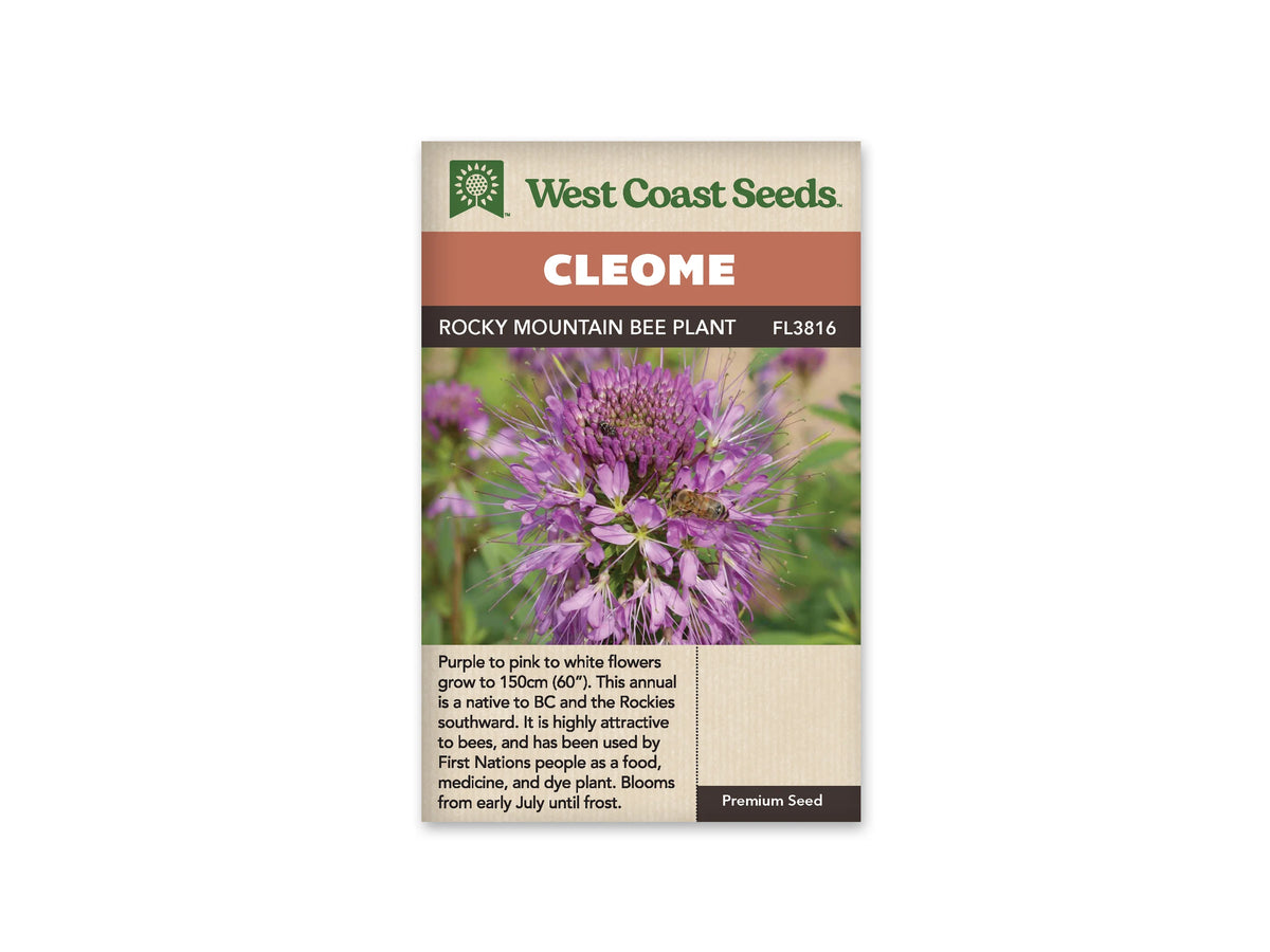 Sachet Rocky Mountain Bee Plant de West Coast Seeds sur fond blanc. La photo montre une grappe de petites fleurs rose violet, avec de longues étamines et des boutons serrés au sommet. Une abeille est visible sur les fleurs, devant un fond vert flou. Le bandeau indique Cleome et la référence FL3816 figure près du nom.