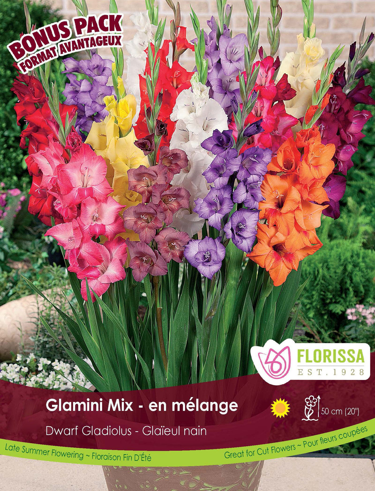 ‘Glamini Mix’ Gladiolus