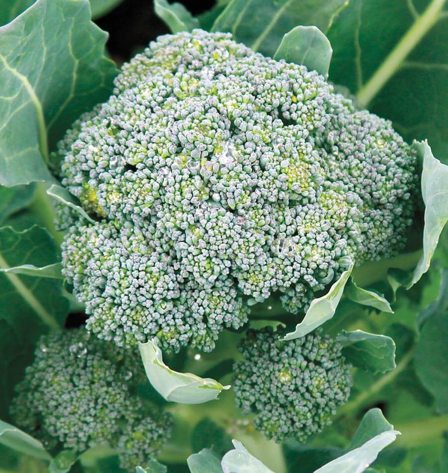 Brocoli Gypsy photographié sur le plant, avec une tête principale composée de groupes serrés de boutons vert grisâtre. Plusieurs petites inflorescences sont visibles plus bas autour de la tige. Des feuilles épaisses, aux nervures pâles, entourent l’ensemble. Le cadrage rapproché met en évidence la surface granuleuse des boutons et les ramifications qui portent les différentes parties de la récolte.