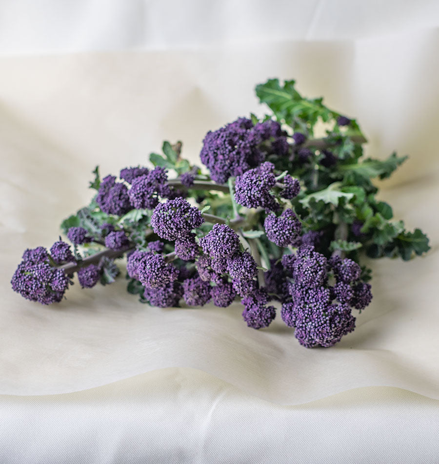 Jets de brocoli Santee rassemblés sur un tissu clair. Les petits bouquets pourpres surmontent des tiges vertes allongées, accompagnées de feuilles aux bords découpés. Plusieurs pousses se croisent dans le tas, avec des boutons serrés de tailles variées. Le tissu crème reste visible autour de la récolte, dans une vue rapprochée prise au-dessus des légumes.