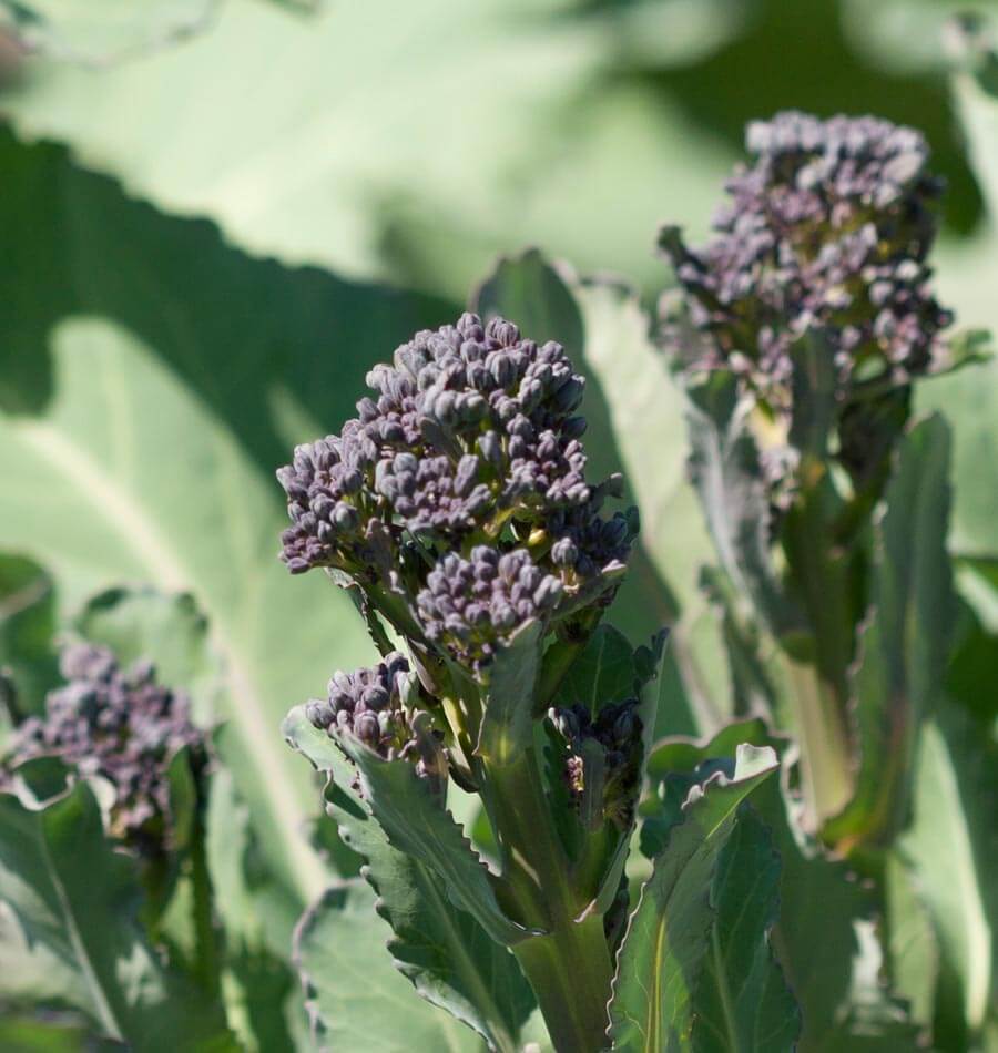 Brocoli Summer Purple portant de petits bouquets pourpres parmi des feuilles vertes. Les boutons fermés sont regroupés au sommet de fines pousses qui émergent du feuillage. Le bouquet placé au premier plan est net et révèle sa texture serrée. D’autres pousses et feuilles se superposent derrière lui, dans un arrière-plan vert légèrement flou.