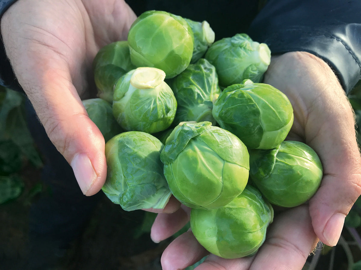 Choux de Bruxelles Silvia tenus dans deux mains réunies. Les bourgeons verts arrondis portent des feuilles serrées et lisses, avec quelques bases fraîchement coupées visibles. Les petits choux se superposent au centre de l’image. Les mains et les manches sombres encadrent la récolte, tandis que le fond reste sombre et peu détaillé.