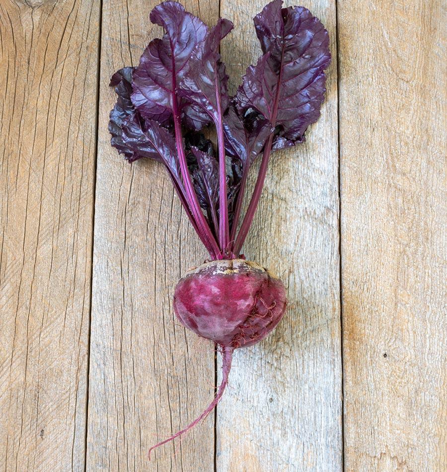 Photographie d’une betterave ‘Bull’s Blood’ entière posée sur des planches de bois clair. La racine rouge pourpre, légèrement irrégulière, porte une longue pointe fine. Plusieurs tiges rouges remontent vers un bouquet de feuilles très foncées, pourpres et brillantes, aux bords ondulés. Les nervures sont visibles sur le feuillage et la texture du bois forme un arrière-plan vertical autour du légume.