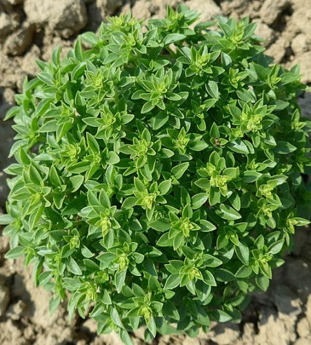Semences Basilic à petites feuilles 'Greek Globe' (Ocimum basilicum)