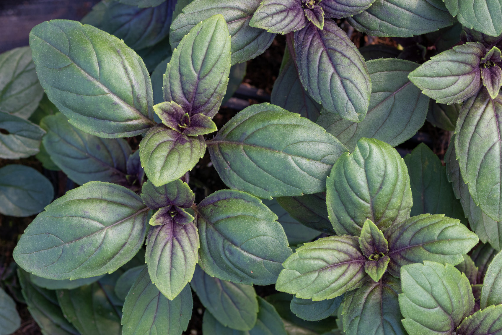 Basilic 'Magic Mountain'
