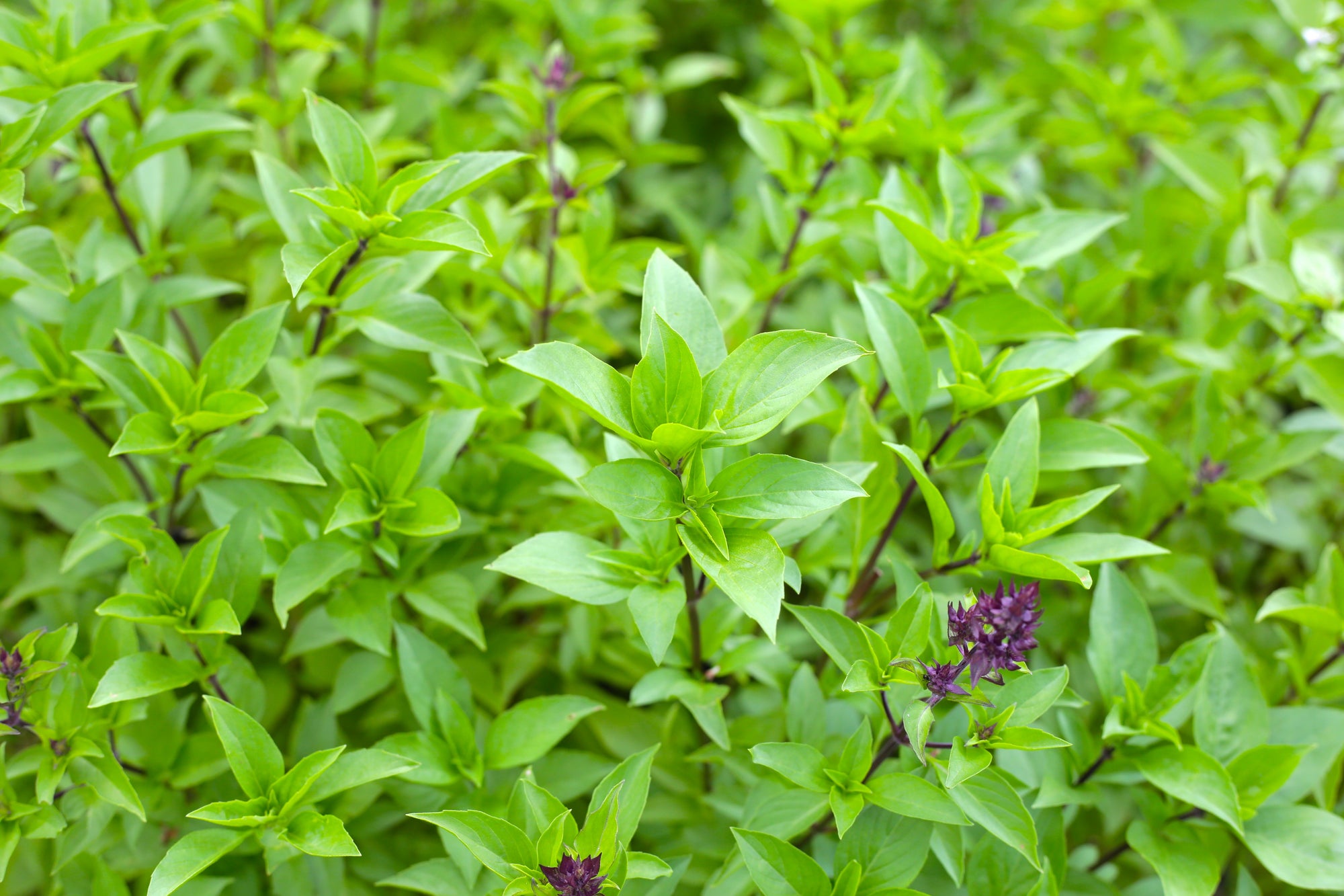 Basilic 'Thai Tower'