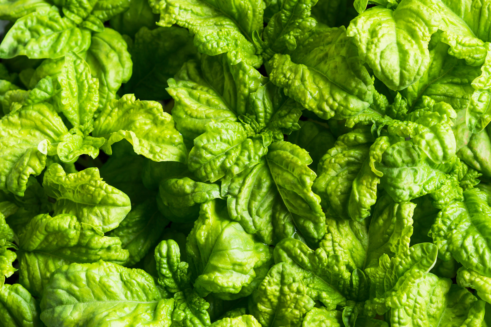 Lettuce Leaf Basil