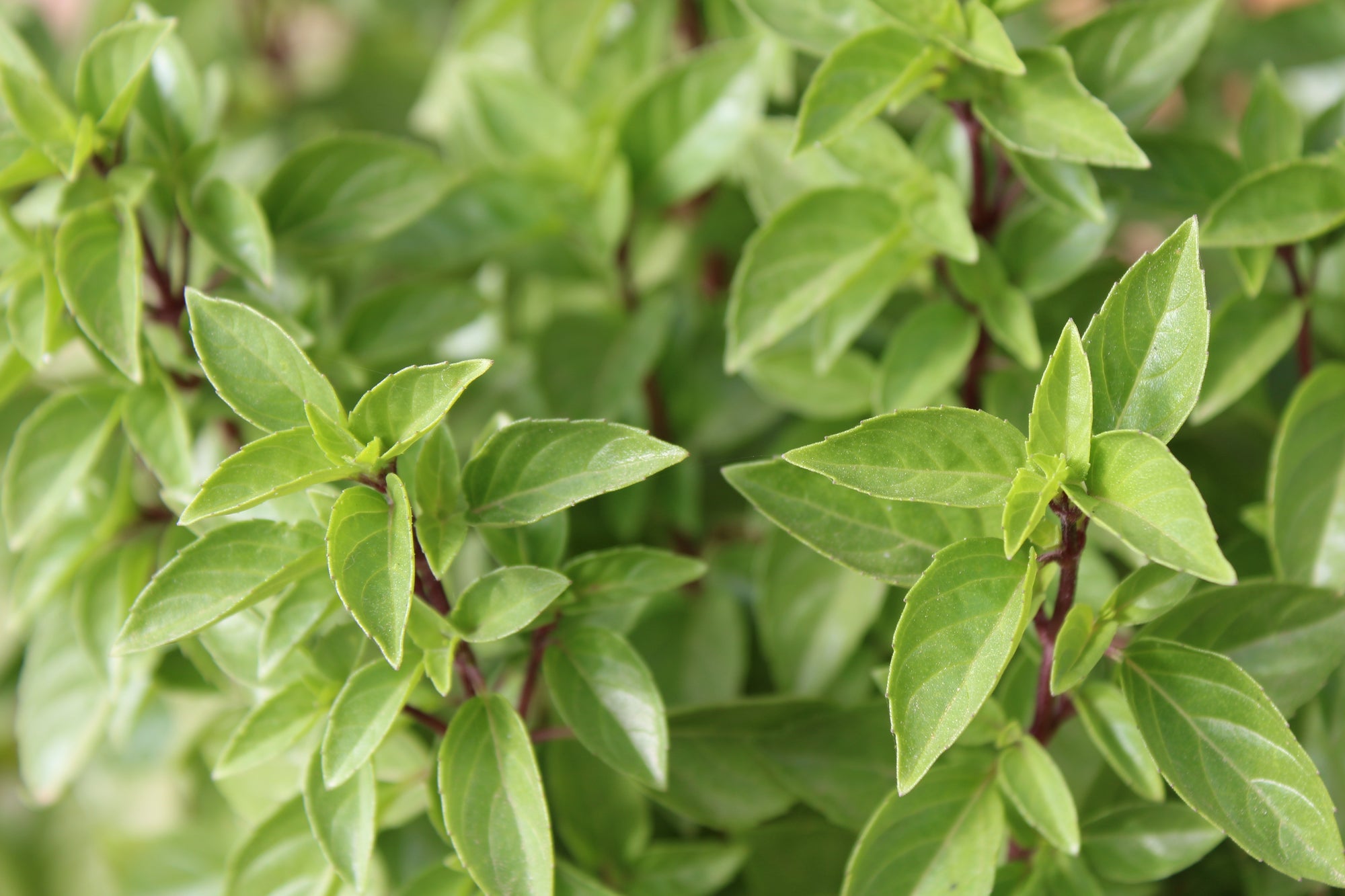 Basilic camphré