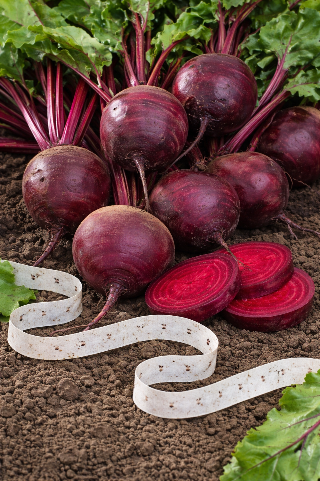 Beetroot 'Boltardy' on ribbon
