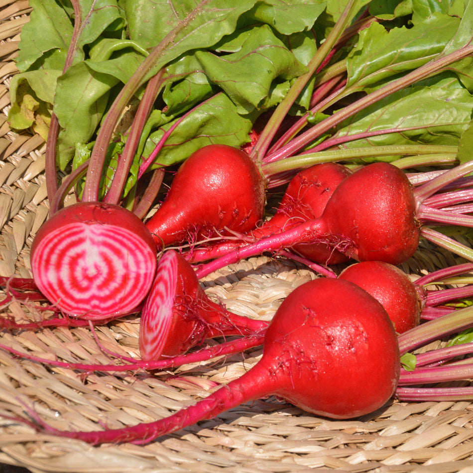 Betterave Chioggia. Betteraves rouges, dont une coupe montre des anneaux roses et blancs. Le cadrage permet de voir les formes, les couleurs et les détails du sujet représenté. Les contours se détachent du fond de l’image, avec des différences de teinte et de texture visibles sur les surfaces. Cette vue accompagne la présentation du produit dans la boutique.