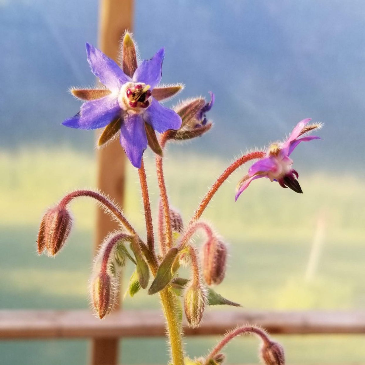 Organic Borage Seeds by Gaia, product image prepared for Canadian gardeners.