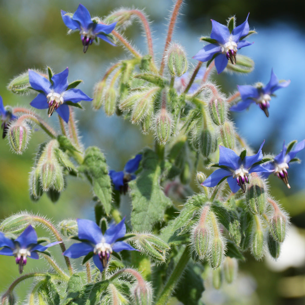 Bourrache officinale. Fleurs de bourrache bleues en étoile parmi les boutons velus. Le cadrage permet de voir les formes, les couleurs et les détails du sujet représenté. Les contours se détachent du fond de l’image, avec des différences de teinte et de texture visibles sur les surfaces. Cette vue accompagne la présentation du produit dans la boutique.