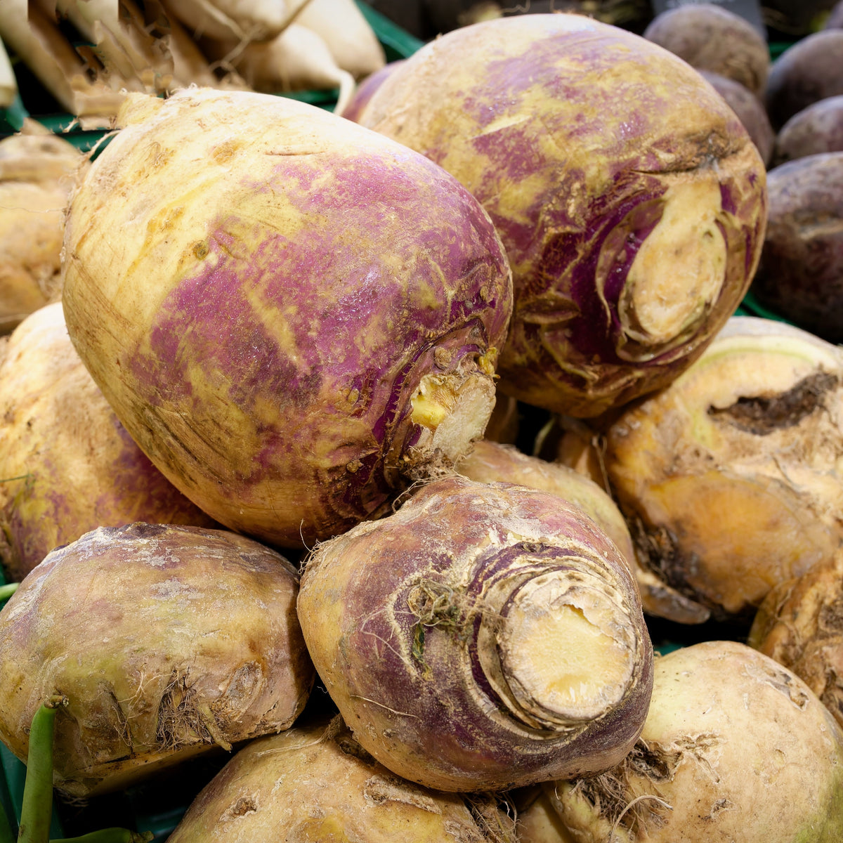 Visuel principal associé à Rutabaga 'Laurentien', semences offertes par Cutleaf Seed. Cette image accompagne la fiche pour relier clairement le produit à son emballage ou à la culture présentée. Elle complète les renseignements de semis, de culture et de récolte, sans remplacer les indications propres au lot ni les conseils détaillés figurant sur le sachet.
