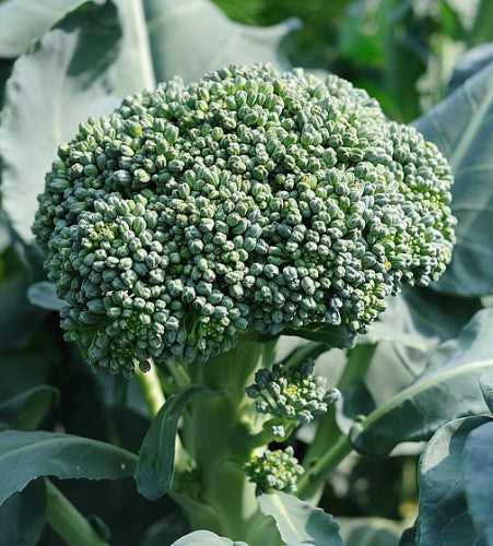 Illustration associée à Brocoli Ramoso Riccio di Sarno, dans la gamme Weston. Les pommes centrales bleu-vert sont suivies de ramifications latérales; ce brocoli convient aux récoltes de début et de fin de saison. Le visuel permet de repérer la référence et l’aspect présenté pour cette sélection. Les dimensions et les couleurs observées au jardin dépendent du stade de croissance et des conditions de culture.