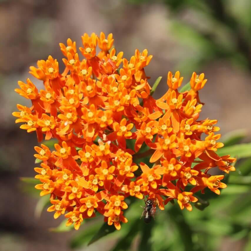 Des groupes de petites fleurs orange forment un ensemble arrondi et ramifié au centre de l’image. Les fleurs portent des pointes jaunes et des lobes repliés, avec des creux orangés plus sombres. Quelques feuilles vertes allongées dépassent sous les fleurs. Le fond montre des surfaces brunes et vertes, derrière les tiges du premier plan.