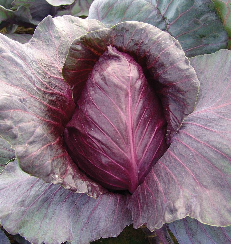 Chou Kalibos au jardin, avec une pomme pourpre pointue dressée au centre du plant. De grandes feuilles extérieures aux tons violets et gris entourent le cœur. Leurs nervures roses forment un réseau bien visible sur les surfaces ondulées. Le feuillage occupe la majeure partie de l’image, avec quelques zones de terre visibles entre les feuilles.