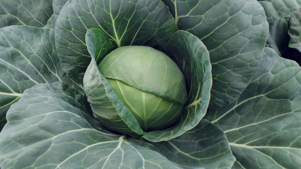 Chou Farao au jardin, avec une pomme ronde vert clair entourée de larges feuilles bleu-vert. Une feuille extérieure se replie en diagonale devant la pomme. Les nervures pâles sont nettement visibles sur le feuillage qui remplit le cadre. La vue rapprochée montre le cœur lisse du chou et les feuilles ouvertes tout autour.