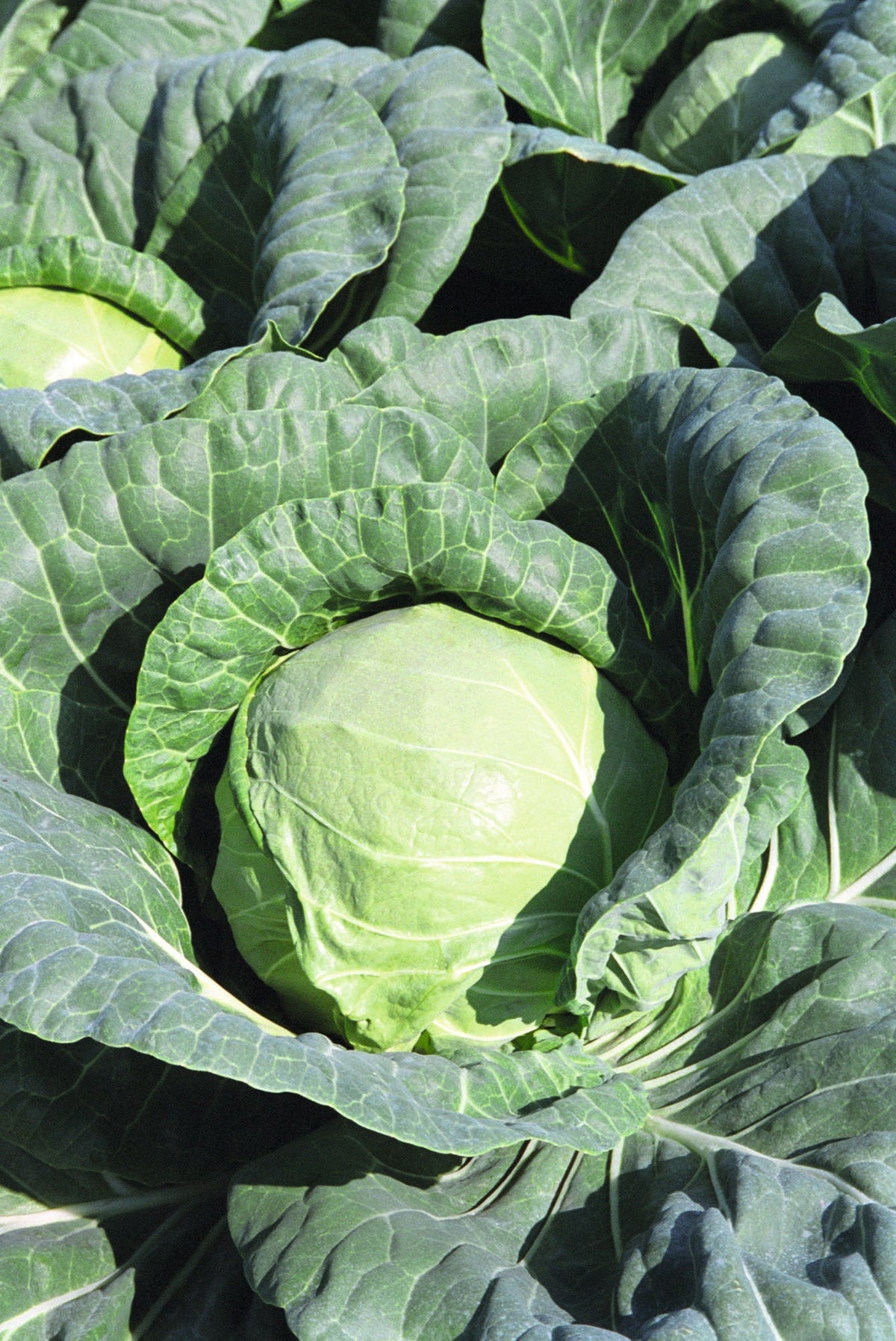 Chou Tiara au jardin, avec une pomme vert clair au centre d’un grand ensemble de feuilles bleu-vert. Les feuilles extérieures sont largement ouvertes et parcourues de nervures pâles. Une autre pomme apparaît partiellement à gauche. La lumière éclaire le chou du premier plan, tandis que les replis du feuillage forment des zones d’ombre autour.