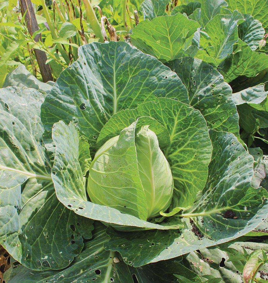 Chou Early Jersey Wakefield au jardin, avec une pomme vert clair légèrement pointue. De grandes feuilles bleu-vert aux nervures pâles l’entourent. Plusieurs feuilles extérieures portent des trous et quelques marques sombres. D’autres végétaux et des tiges dressées apparaissent derrière le chou. La vue rapprochée met la pomme centrale en évidence parmi le feuillage ouvert.